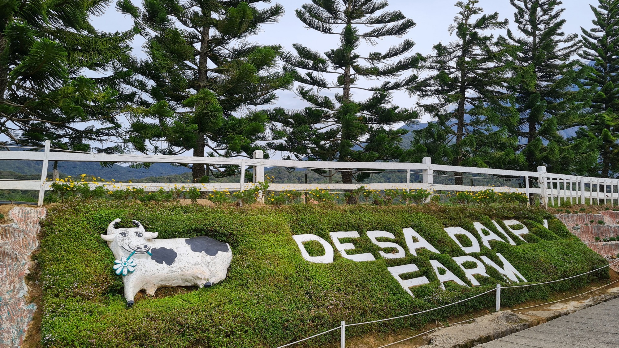 Desa Cattle Dairy Farm