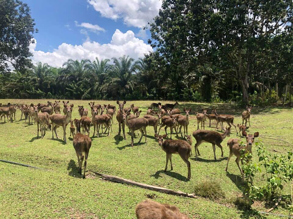 Mondikot Deer Camp