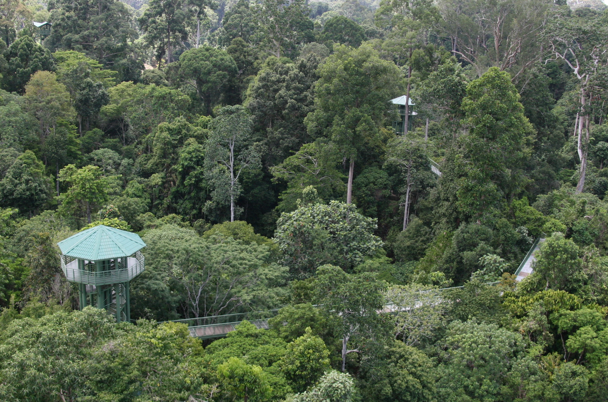 Rainforest Discovery Centre (RDC)