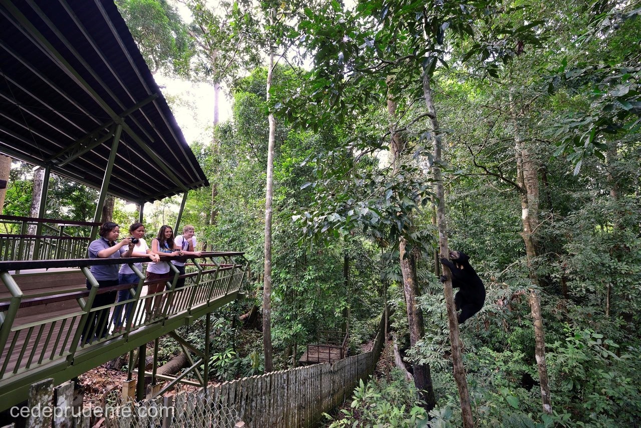 Bornean Sun Bear Conservation Centre