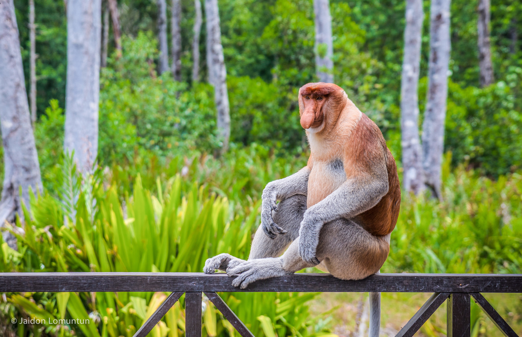 Labuk Bay Proboscis Monkey Sanctuary