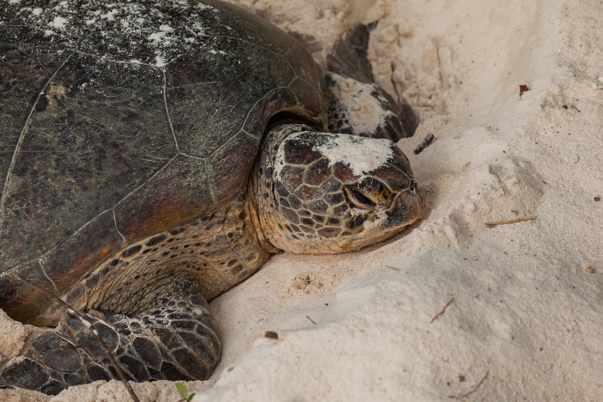 Turtle Islands Park